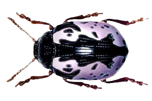 kleiner freund