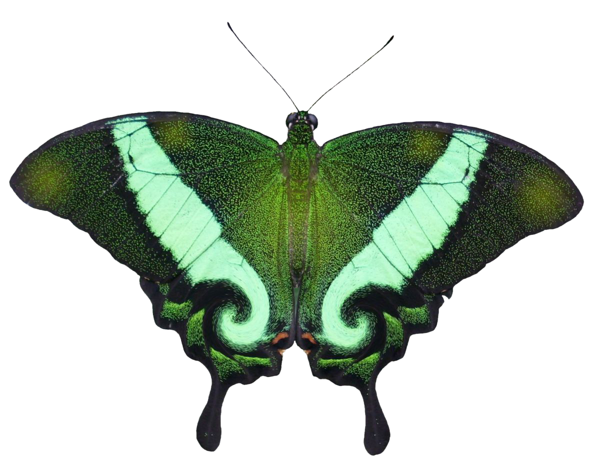 kleiner freund