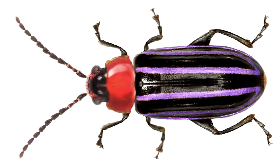 kleiner freund