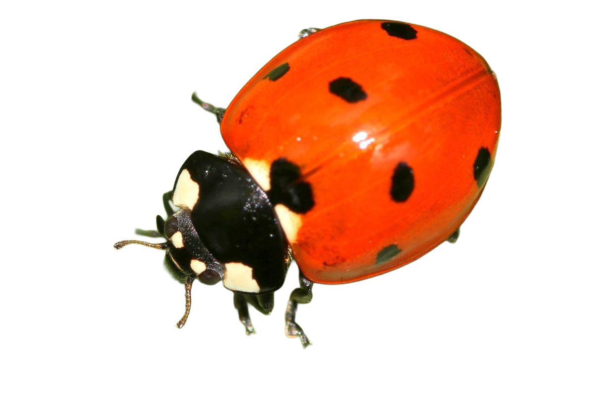 kleiner freund