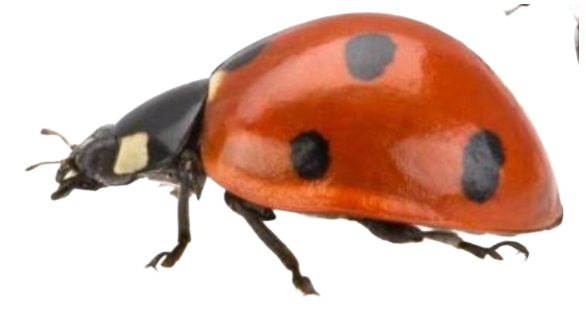 kleiner freund